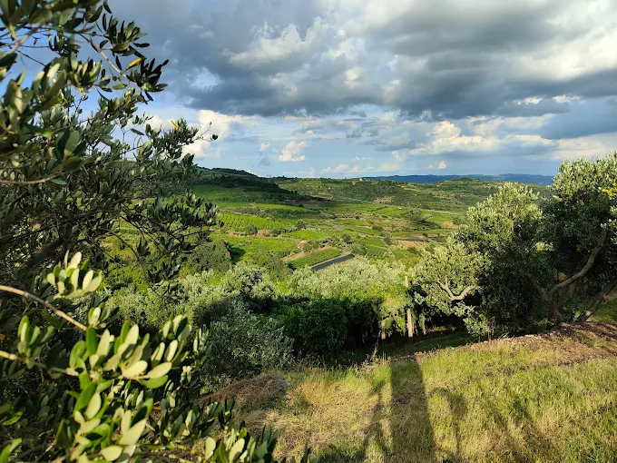 Le colline di Gambellara tra ulivi e vigneti