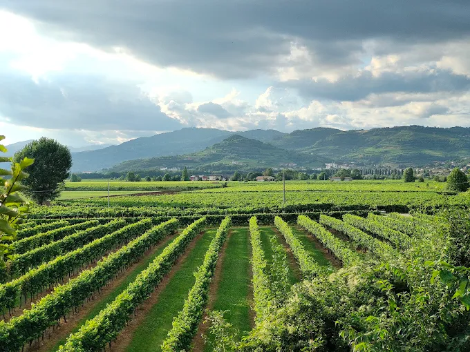 Le colline e i vigneti di Gambellara al tramonto